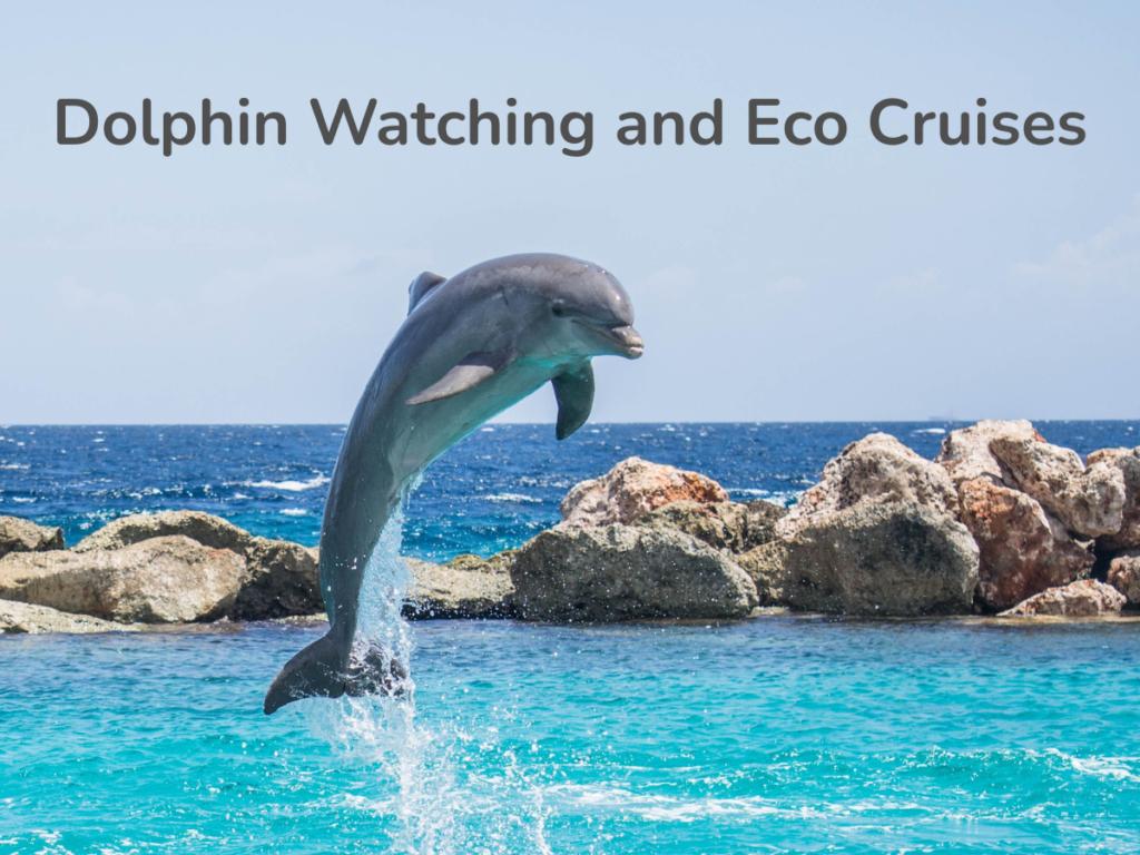 Dolphin Watching and Eco Cruises